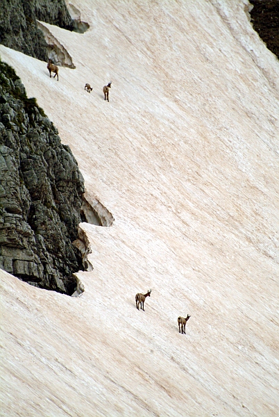 Camoscio d''Abruzzo Rupicapra pyrenaica ornata